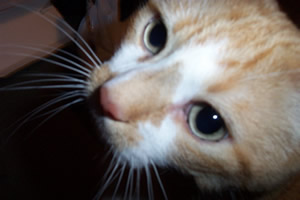 [ =(^!^)= ]